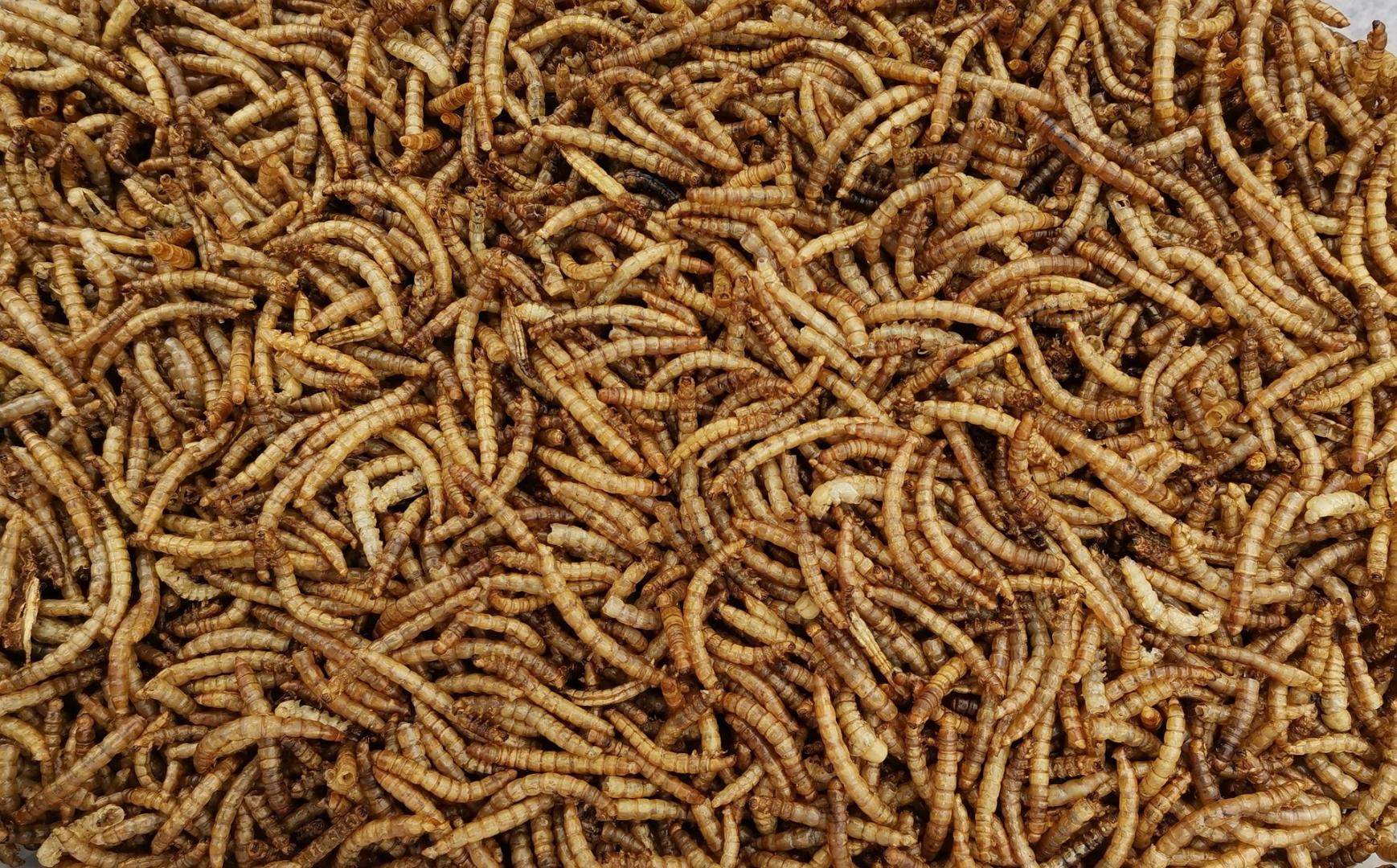 Insecten telen op mest, risico's en mogelijkheden