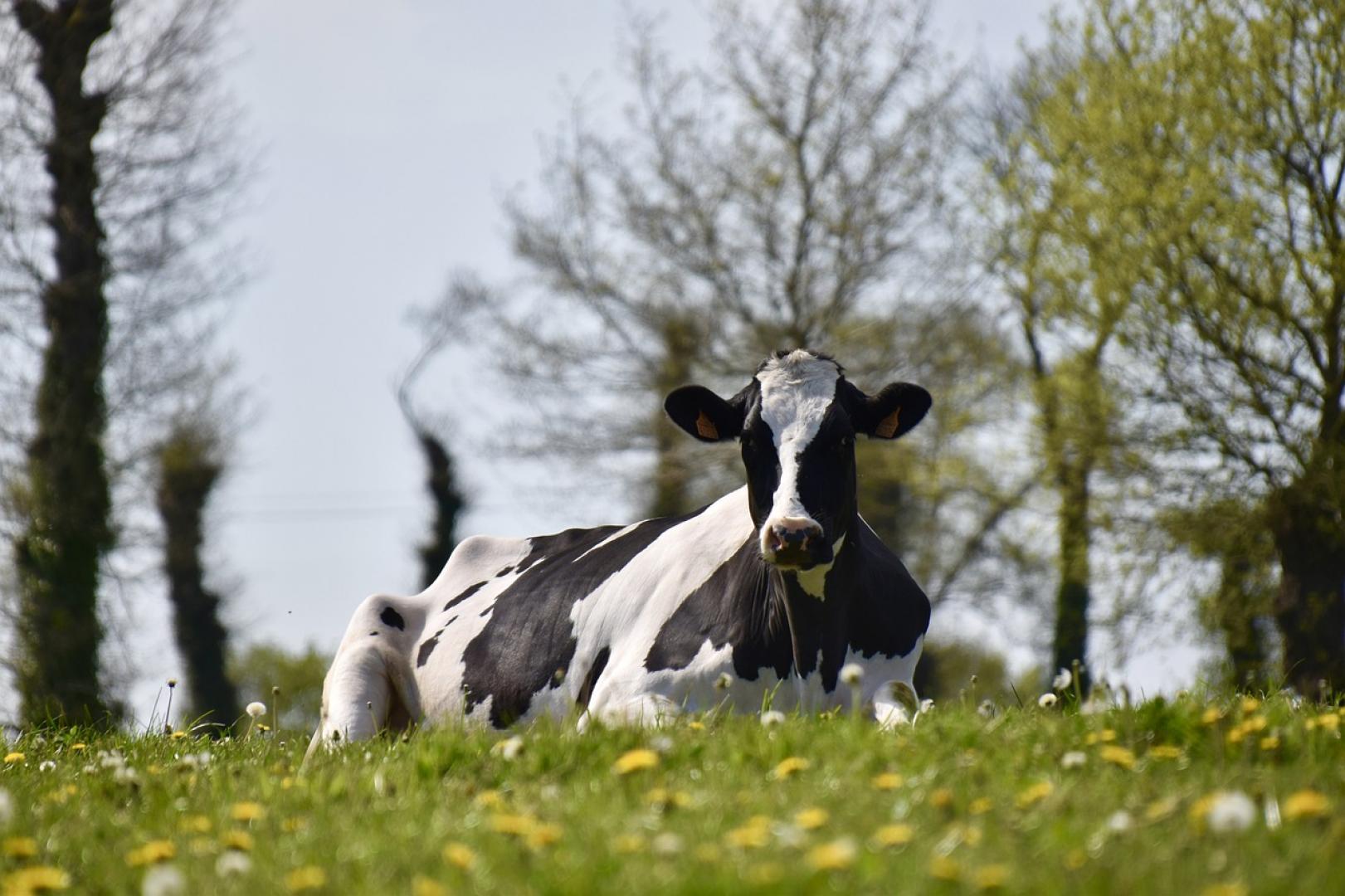 Symposium ‘Praktische emissiereductie in de veehouderij’ op 24 juni in Den Bosch (middagprogramma)